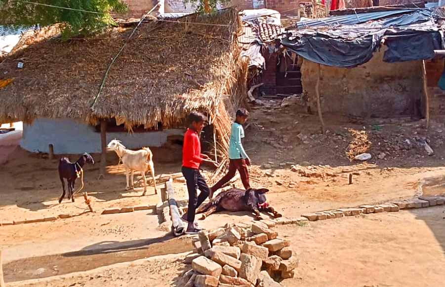 फूलन के गाँव में 'लड़कियां' भी सुरक्षित है और गाय-बकरियां भी, बच्चियां 'बढ़ने' के लिए 'पढ़ने' जा रही है ताकि कोई शोषण न कर सके 